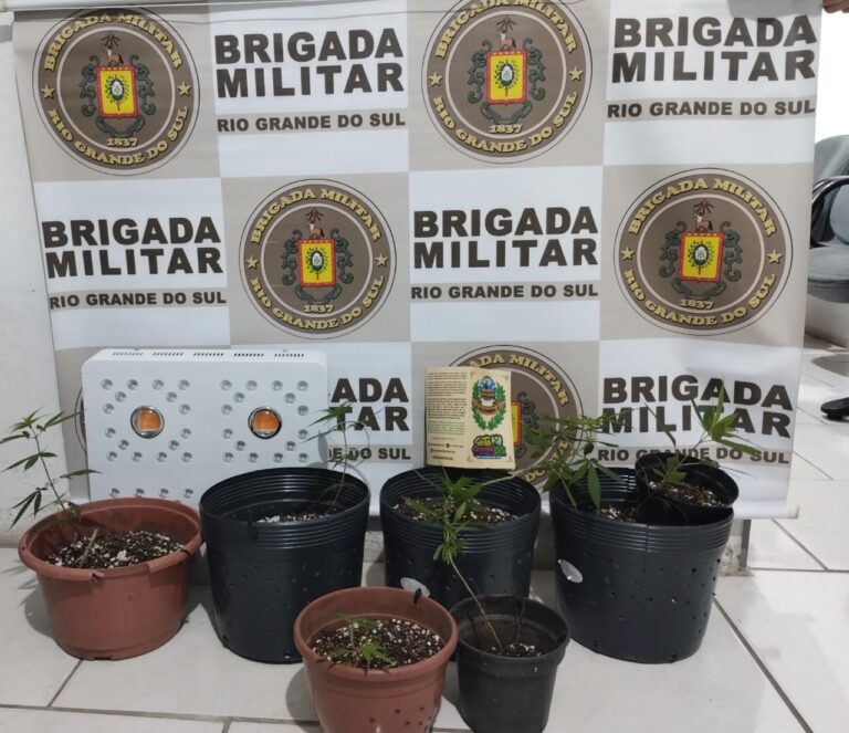 Pés de maconha são encontrados em restaurante