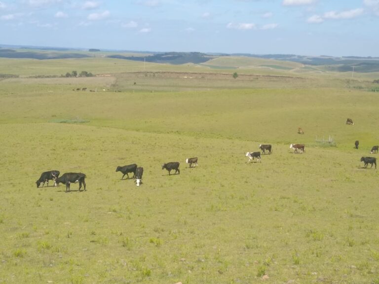 Produtores devem ficar em alerta quanto a Declaração Anual de Rebanho