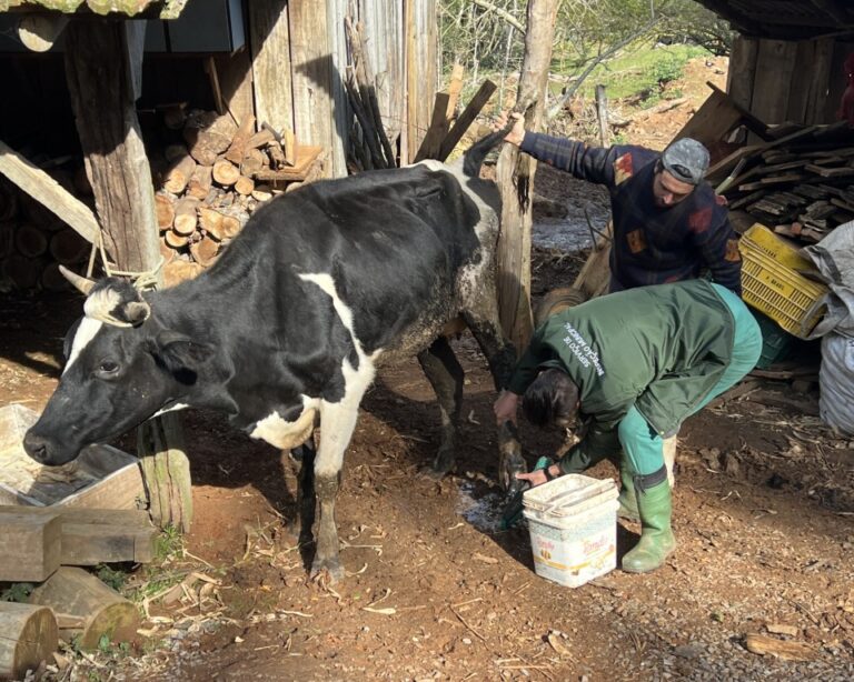 Secretaria da Agricultura conta com veterinário para atender demandas dos produtores