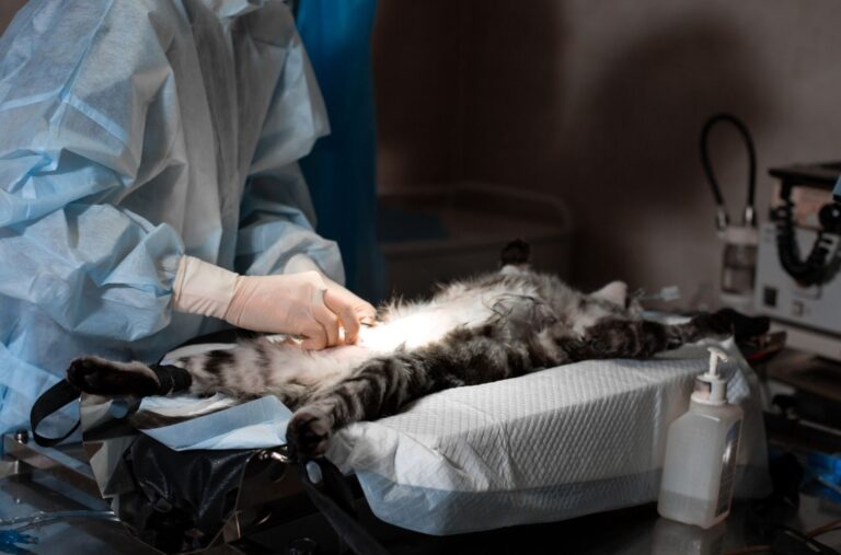 Mais de 1.300 cães e gatos castrados em programa oferecido pela Prefeitura