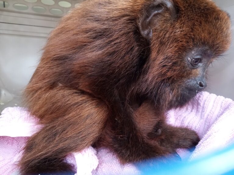 Filhote de bugio é resgatado após choque elétrico