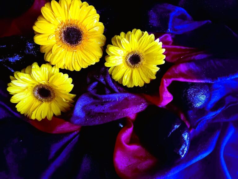 Rua Coberta de Canela recebe exposição Pétalas em Foco 