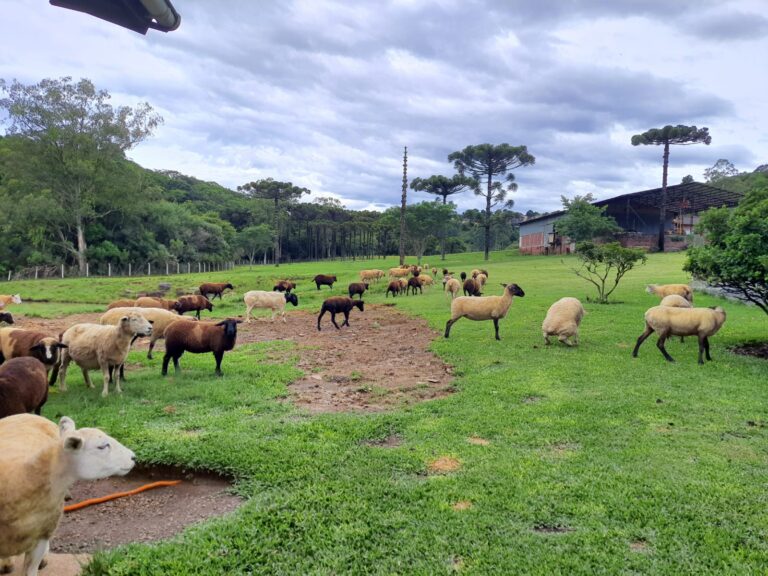 Secretaria de Agricultura realiza curso de manejo de ovinos
