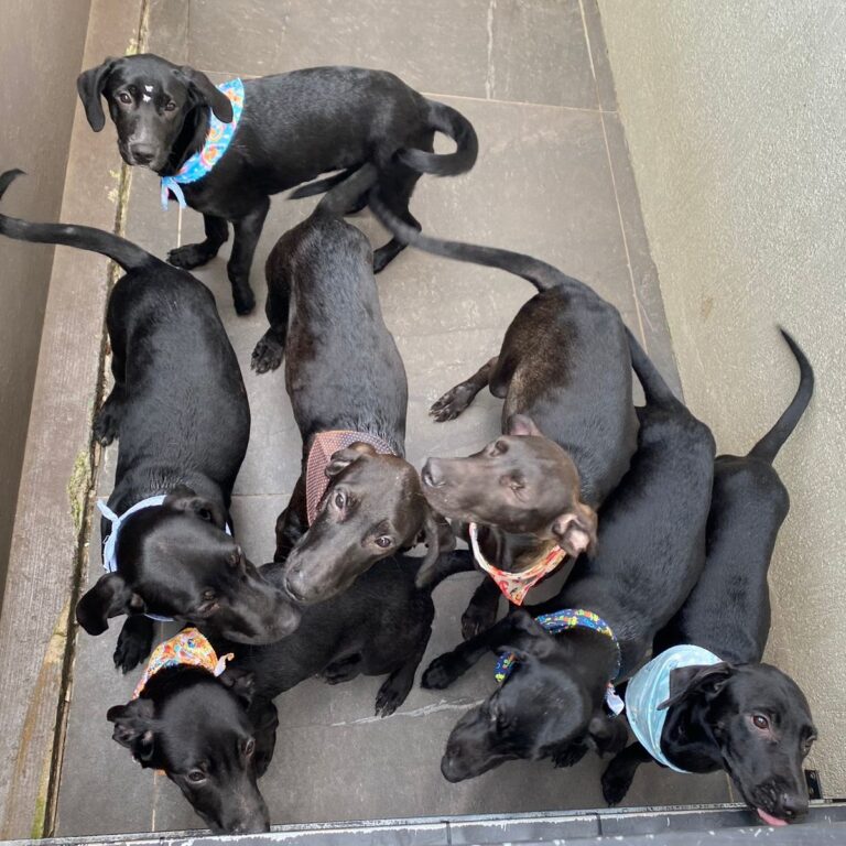 Adoção: Cães e gatos poderão ganhar um novo lar nesta sexta-feira