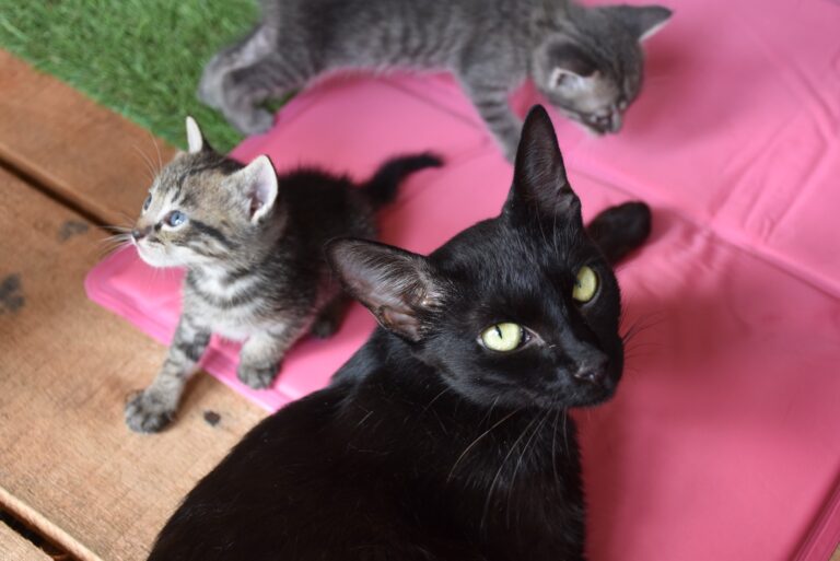 Nova Petrópolis promove 1º Censo Animal para mapear cães e gatos no município