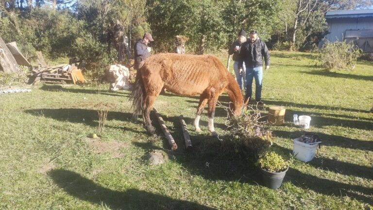 Patram resgata cavalo em situação de maus-tratos em Canela