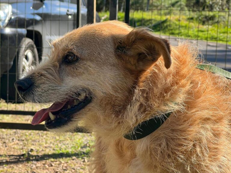 Saúde abrirá Abrigo Temporário de Adoções de Cães e Gatos