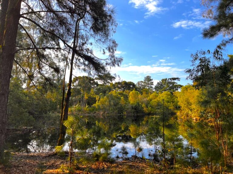 Audiência pública vai discutir PLO que trata de áreas de terra para ampliação do Parque das Orquídeas