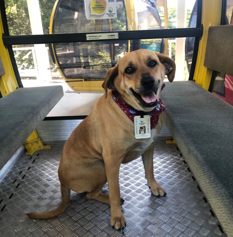 Parque Bondinhos Canela celebrará aniversário da mascote Amora com evento neste sábado