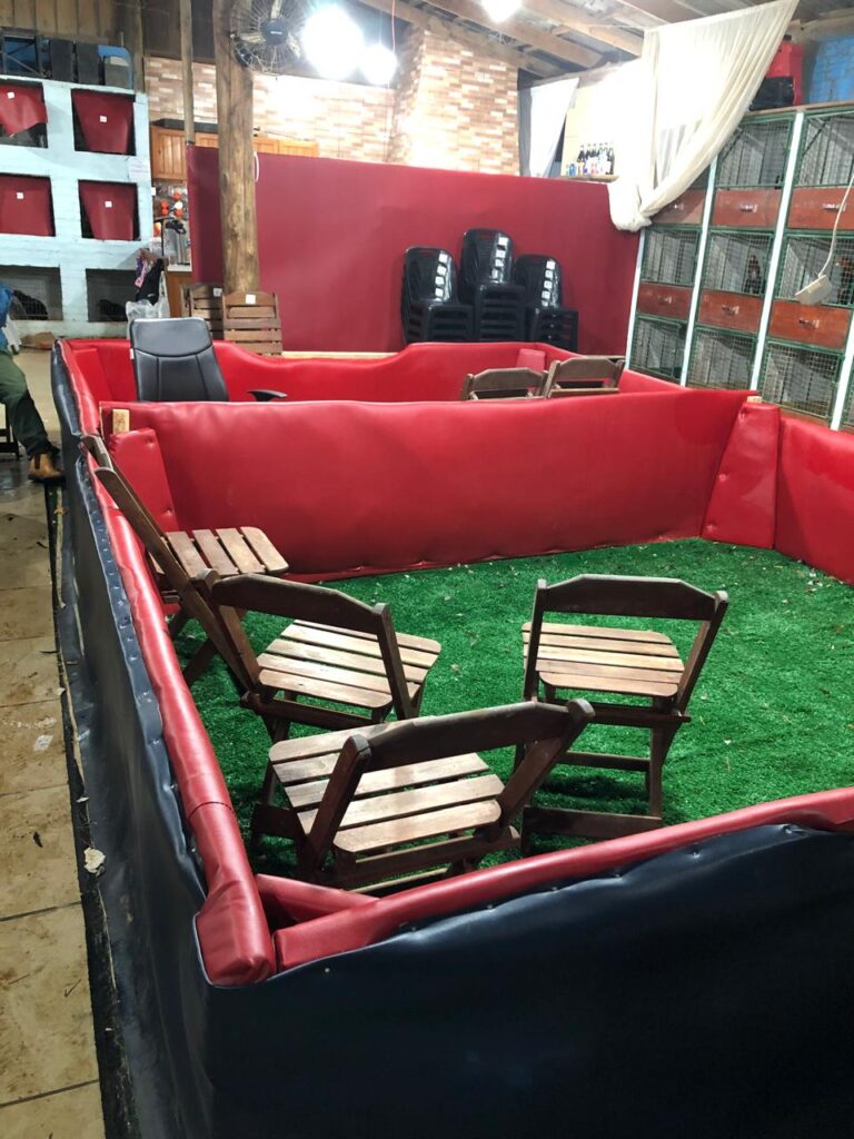 FOTOS: Mais de 100 pessoas são presas por maus-tratos em rinha de galos em Três Coroas