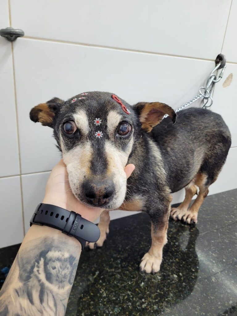 Vigilância Ambiental oferece castração gratuita de cães e gatos sem fila de espera