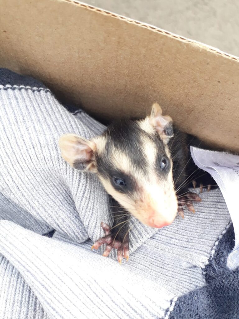 Secretaria de Meio Ambiente e Urbanismo de Canela realiza dois resgates de animais silvestres