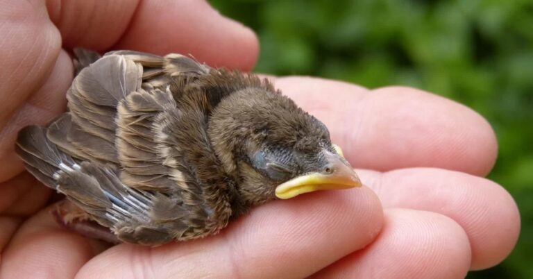 Secretaria do Meio Ambiente de Gramado alerta para cuidados com filhotes de pássaros