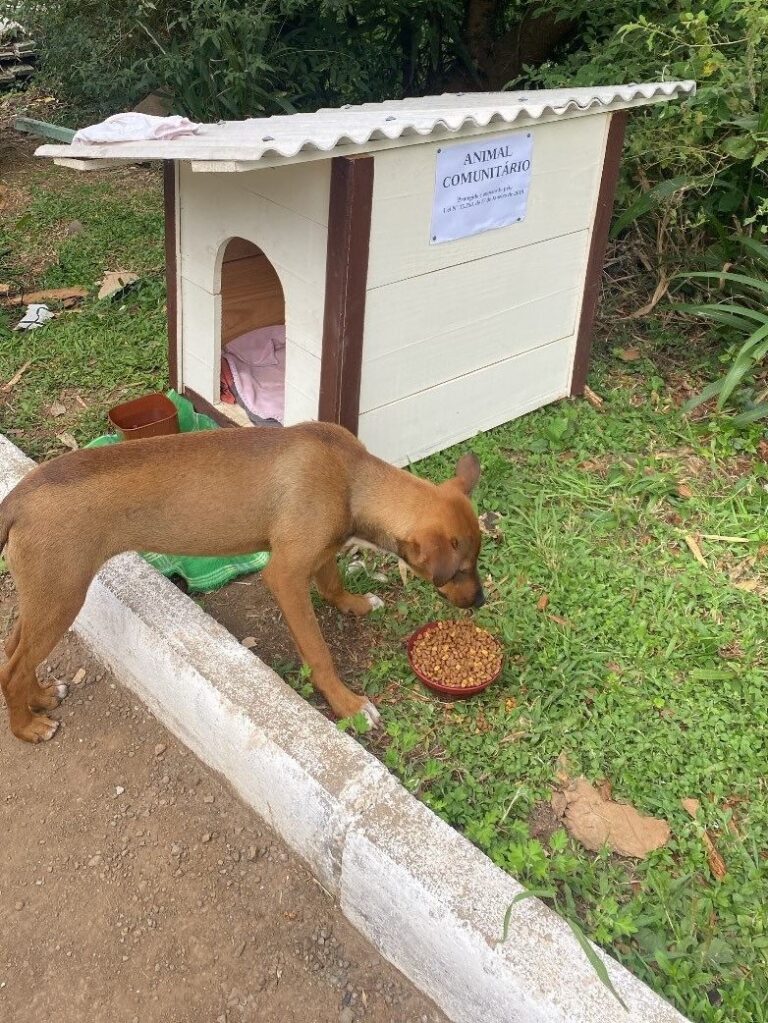 Prefeitura de Gramado destaca importância dos animais comunitários para a proteção animal