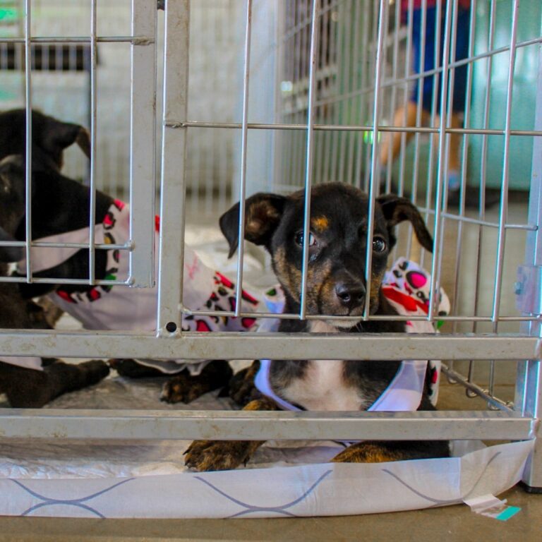 Posse Responsável estará no Festival Pet Gramado com feira de adoção