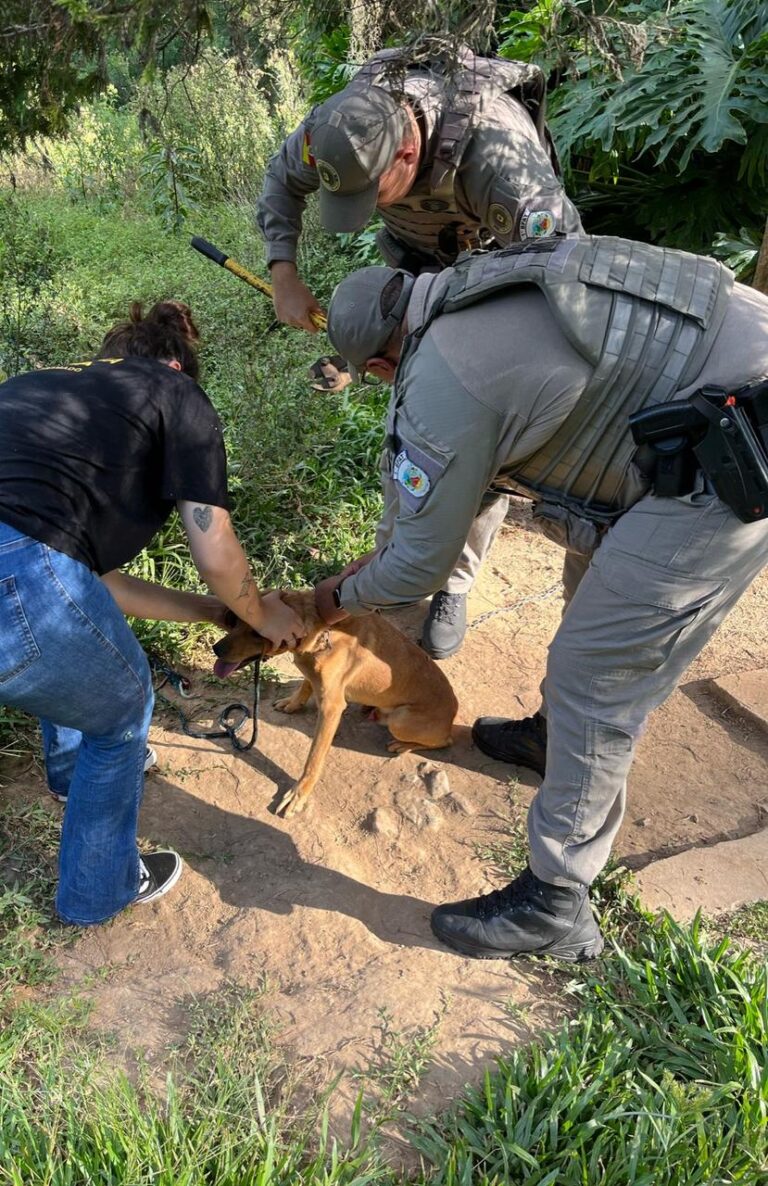 Prefeitura e Brigada Militar resgatam cães em situação de maus-tratos