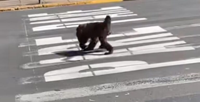 Bugio que apareceu em Canela retornou para a natureza