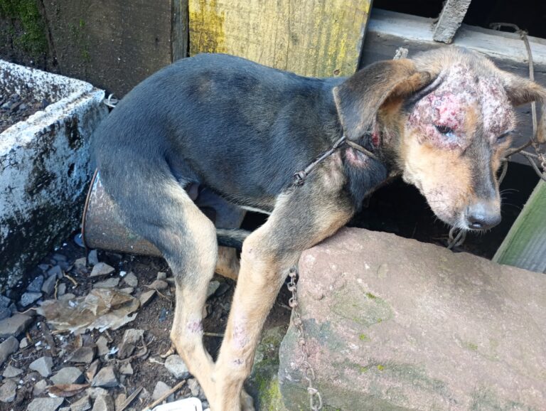 FOTOS: Crimes de maus-tratos são flagrados pelo Pelotão Ambiental em Canela e Gramado