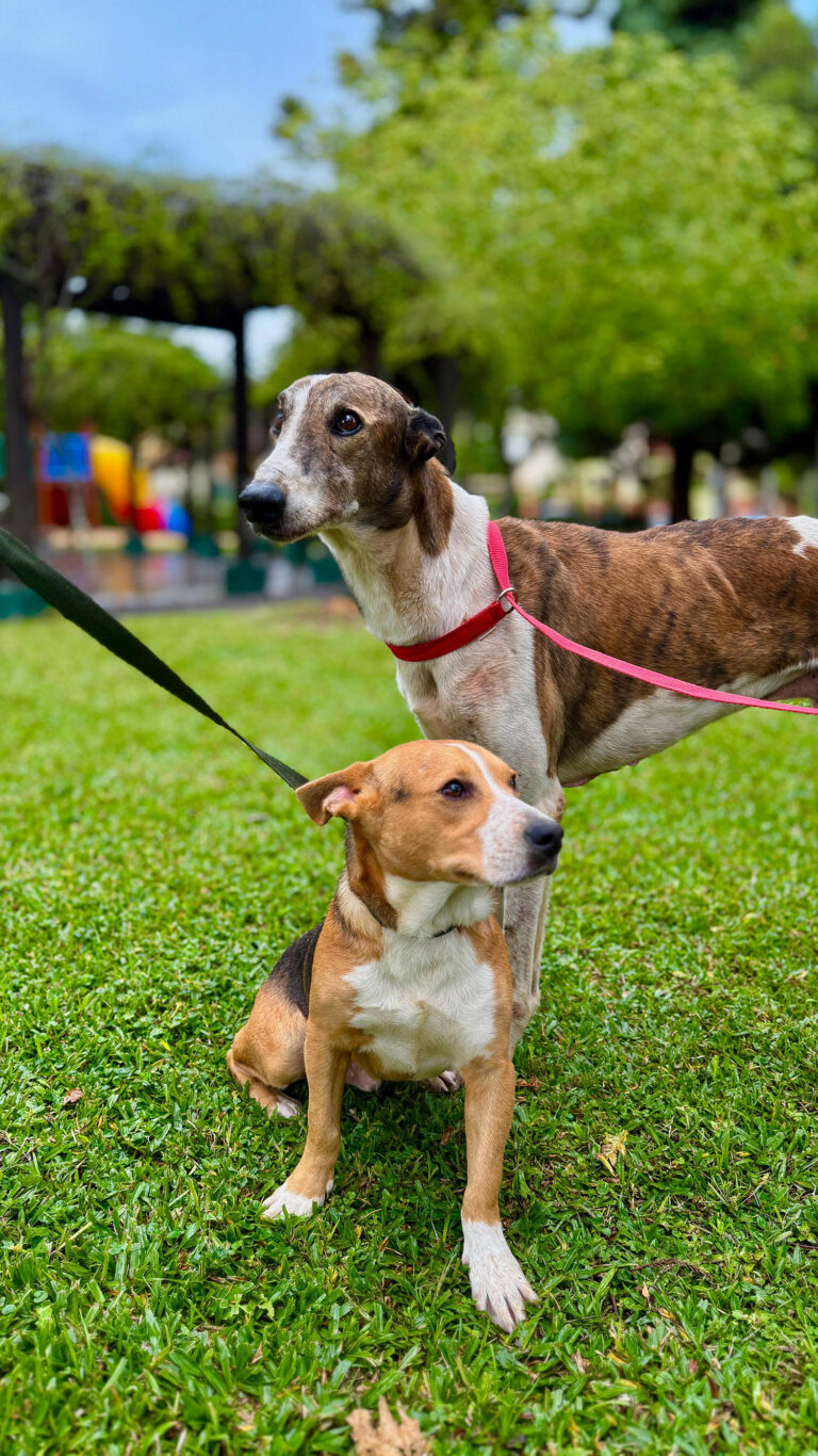 Encontro Abril Laranja inicia nesta semana em Gramado
