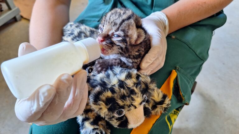 Gramadozoo registra nascimentos de jaguatiricas, gato-do-mato e bugio