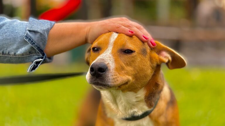 Cães adotados em Gramado terão veterinário vitalício