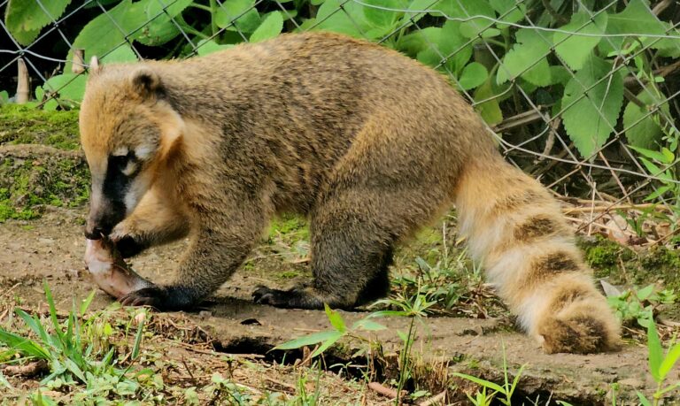 Animais do Gramadozoo ganham peixes na Sexta-feira Santa