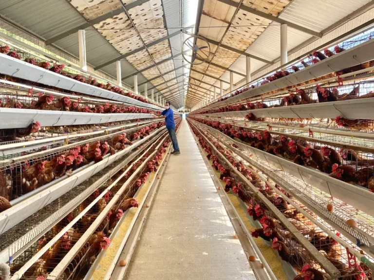 Emirados Árabes, 2° maior cliente da carne de frango brasileira, entram na lista de bloqueios