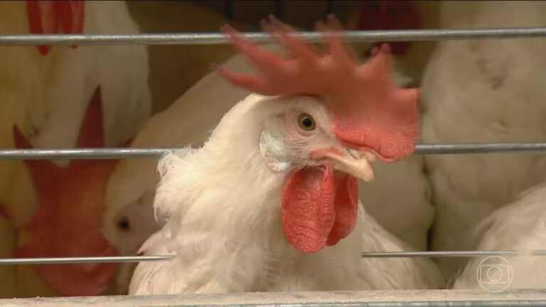Gripe aviária: governo do RS confirma conclusão da desinfecção em granja onde surgiu foco do vírus