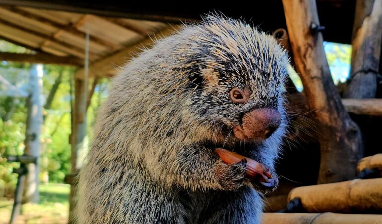 Pinhão garante reforço calórico de animais no Gramadozoo