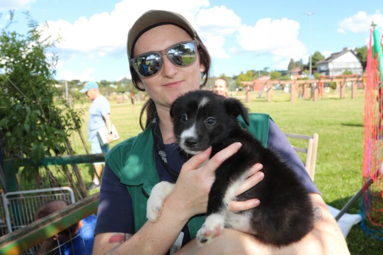 Prefeitura propõe a criação do Conselho Municipal da Causa Animal de Canela