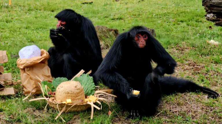 Com foco no bem-estar, Gramadozoo promove Festa Junina para animais
