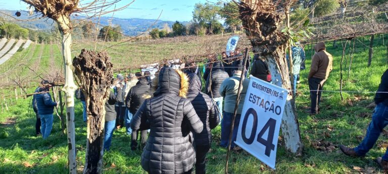 Produtores rurais de Gramado participam de capacitação sobre uva orgânica