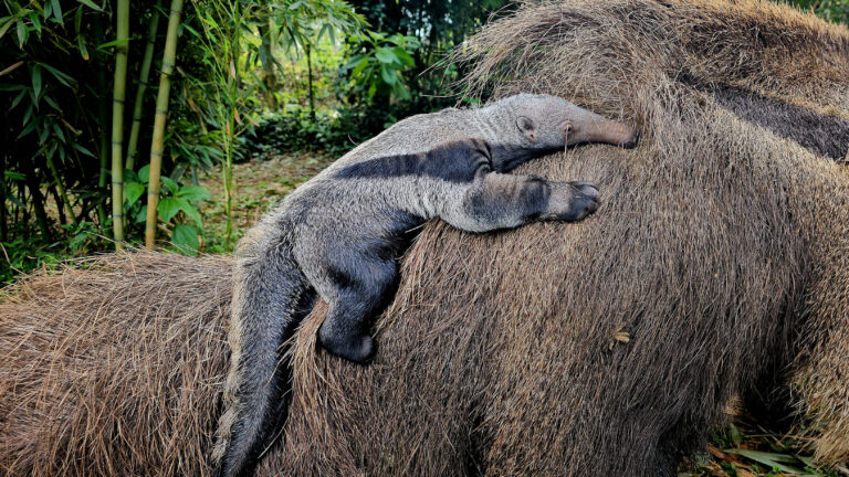 Gramadozoo registra primeiro nascimento de tamanduá-bandeira em cativeiros do RS