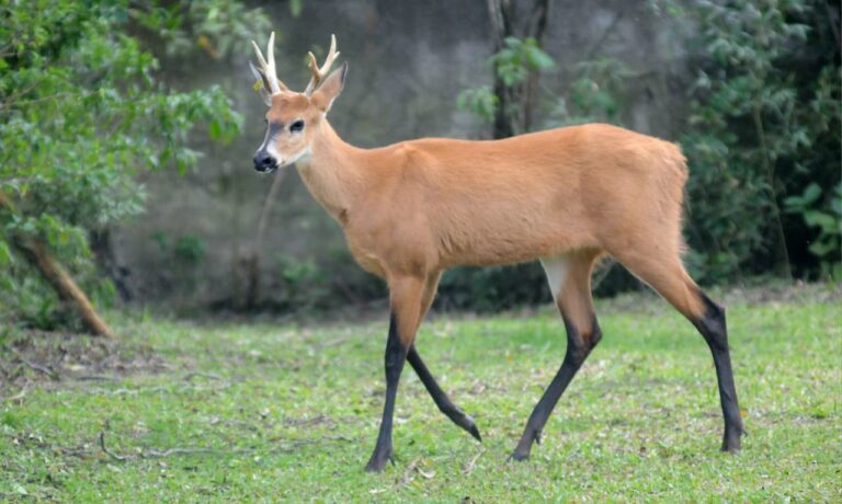Gramadozoo recebe cervo-do-pantanal