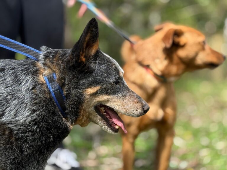Gramado reforça uso obrigatório de guia para cães