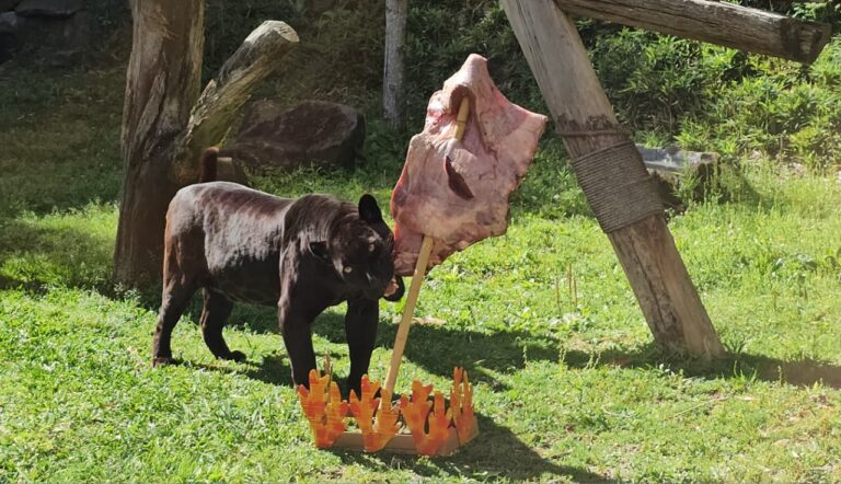 Gramadozoo comemora aniversário com costelão para onça e puma