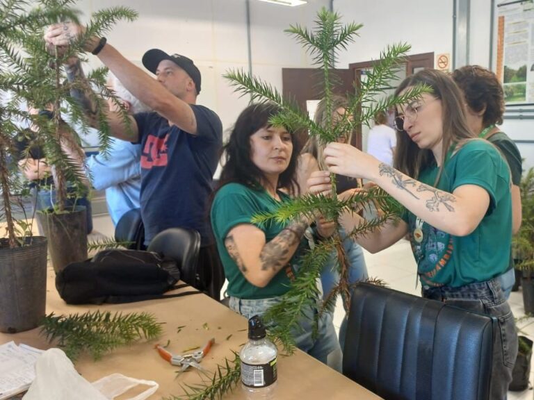 Gramado busca produção precoce de pinhão em capacitação técnica sobre araucária