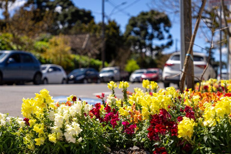 Canela renova paisagismo e planta 2 mil caixas de flores na primavera