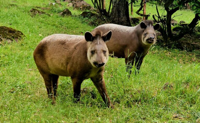 Gramadozoo recebe dois machos de anta