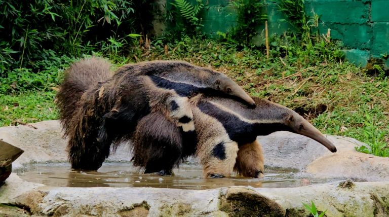 Filhote de tamanduá-bandeira nascido no Gramadozoo completa cinco meses