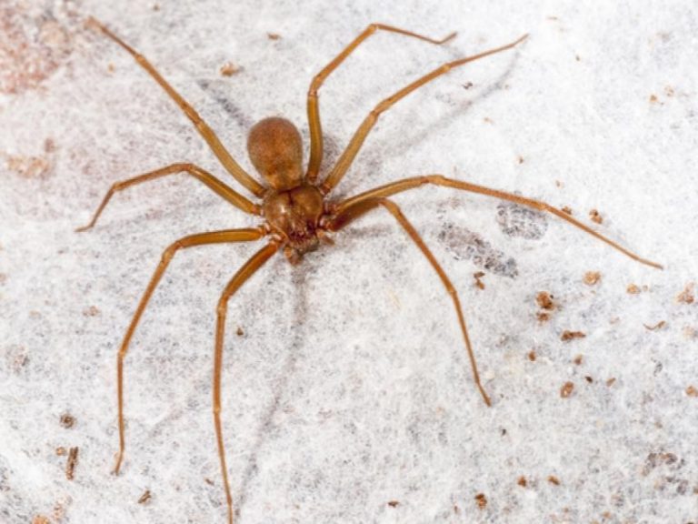 Gramado alerta para aumento de acidentes com aranhas no verão