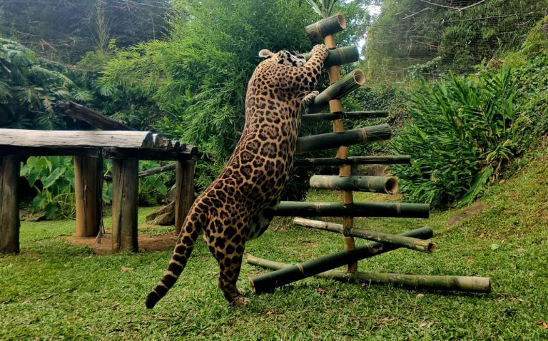 Gramadozoo distribui presentes de Natal aos animais