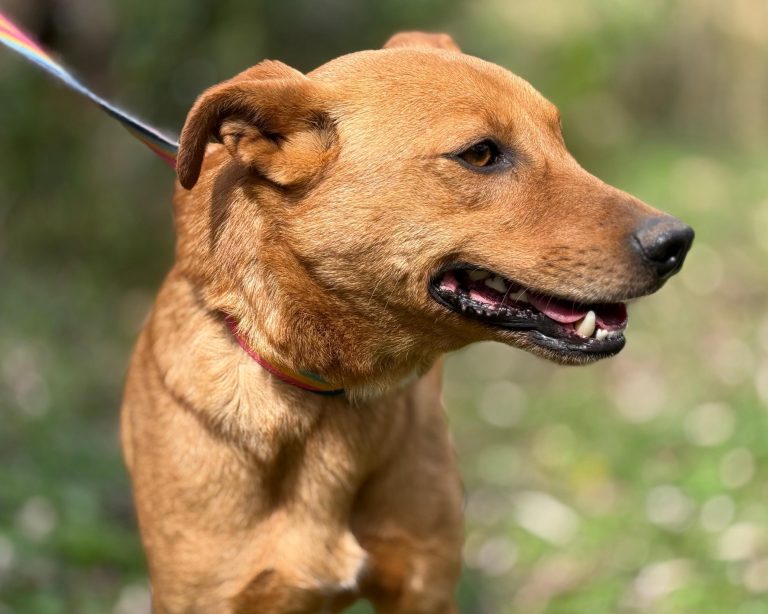 Dezembro Verde alerta para aumento do abandono de cães e gatos em Gramado