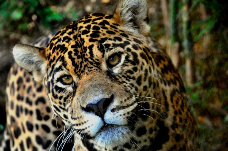 Gramadozoo lança promoção para moradores da região