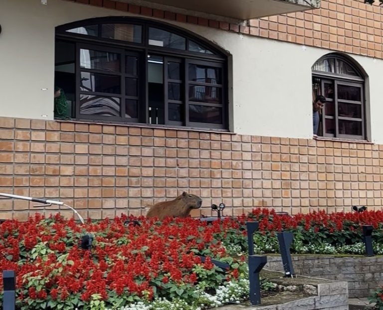 Capivaras localizadas no Centro de Canela são reconduzidas à Área de Preservação