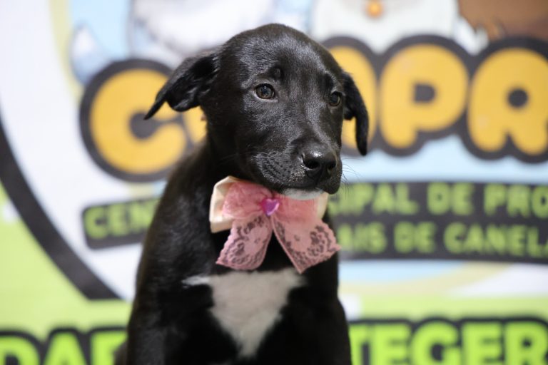 Cães e gatos “colocam” o bloco na rua no Carnaval de Canela