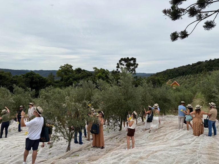 FOTOS: Olivas promove Festival do Azeite com experiências imersivas e sensoriais