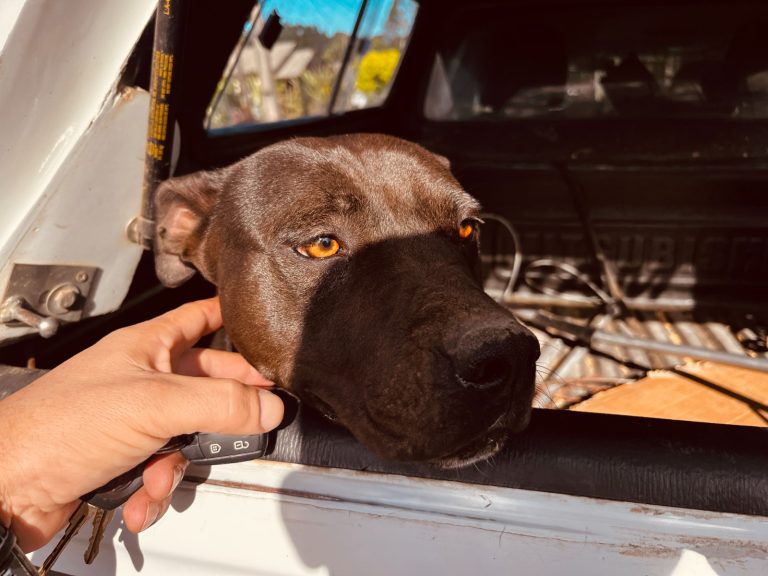 FOTOS: Áreas de construção irregular são fiscalizadas, cão é recolhido e motoserra apreendida