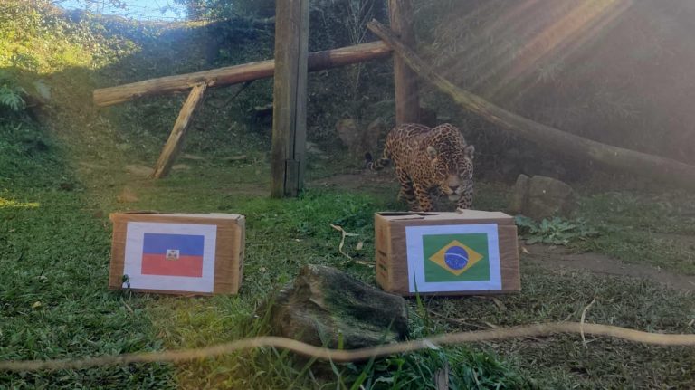FOTOS: A previsão da onça do Gramadozoo para a partida desta sexta-feira entre Brasil e Haiti