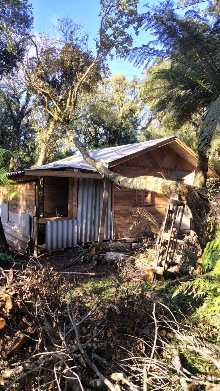 Vento forte derruba árvores em Canela e Gramado.